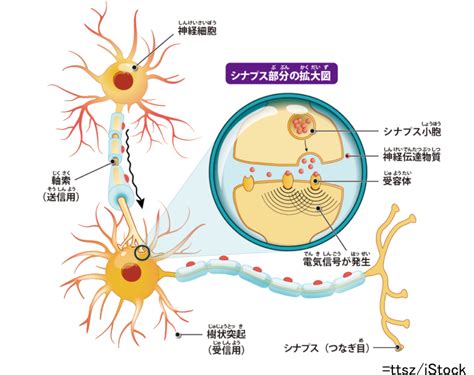 睡眠中|睡眠のメカニズム 